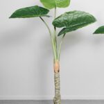 Planta árbol Terra 2m