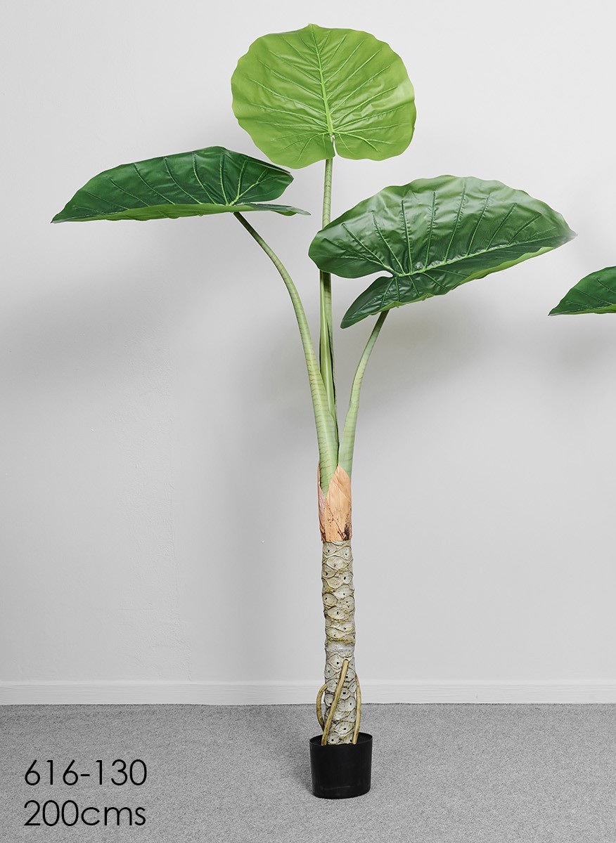 616-130 Planta árbol Terra 2m - Imagen 1