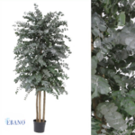 Árbol Liofilizado Eucalipto Cinérea Preservado Premium Confección 2m