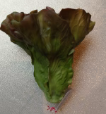 Lechuga artificial