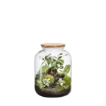 Terrario-Bonbonne S Landscape