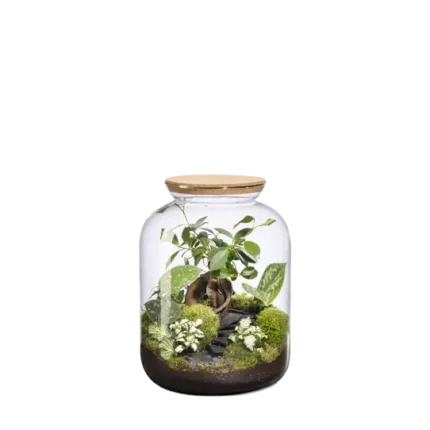 Terrario-Bonbonne S Landscape