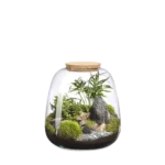 Terrario-Moly L Landscape