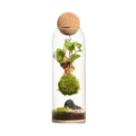 Terrario-Niwa L Koke