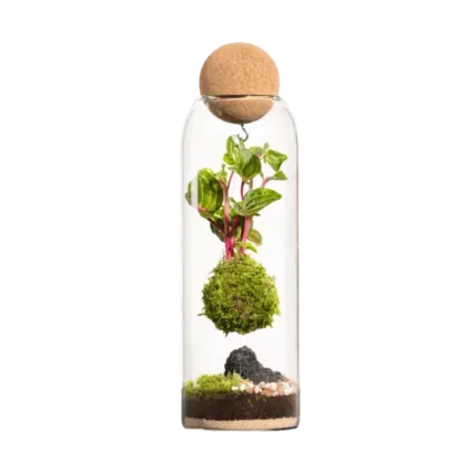 Terrario-Niwa L Koke