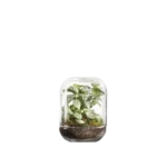 Terrario-Capsule Fittonia
