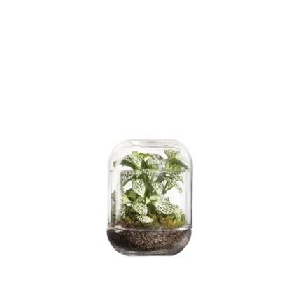 Terrario-Capsule Fittonia