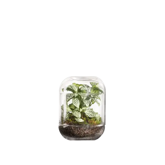 capsule fittonia - copia Terrario-Capsule Fittonia - Imagen 1