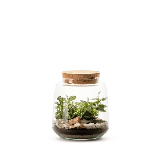 izumi L - copia Terrario-Izumi L - Imagen 1