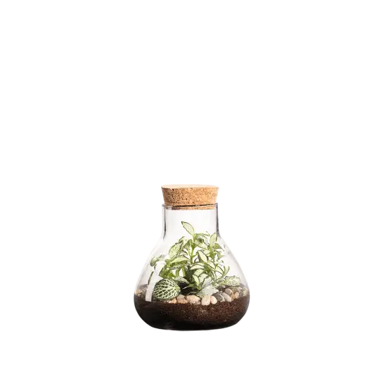 laborantin - copia Terrario-Laborantin - Imagen 1